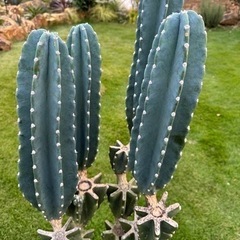 柱サボテン　 鬼面角　 ブランチ　120cm