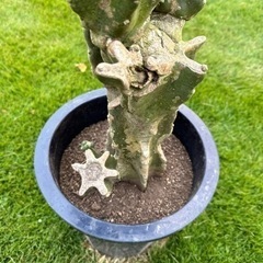 柱サボテン　 鬼面角　 ブランチ　120cm