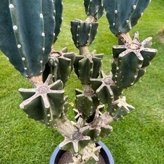 柱サボテン　 鬼面角　 ブランチ　120cm