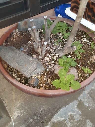 植木鉢。大1つ