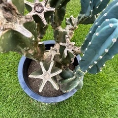 柱サボテン　 鬼面角　 ブランチ  110cm