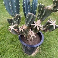 柱サボテン　 鬼面角　 ブランチ  110cm