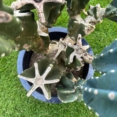 柱サボテン　 鬼面角　 ブランチ  110cm