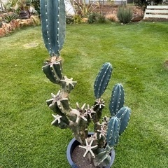柱サボテン　 鬼面角　 ブランチ  110cm