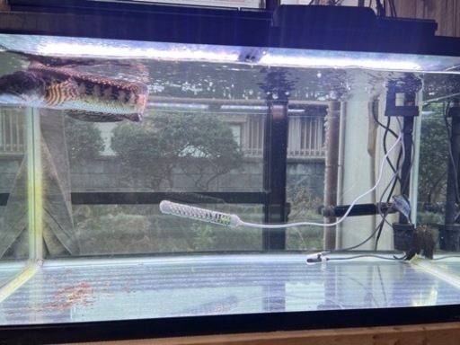 バイオレットスネークヘッド他 90水槽セット