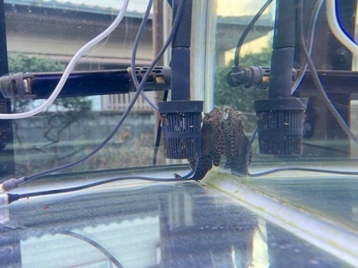 バイオレットスネークヘッド他 90水槽セット