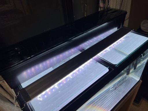 バイオレットスネークヘッド他 90水槽セット