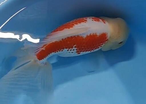 金魚 ジャンボオランダ獅子頭 33cm