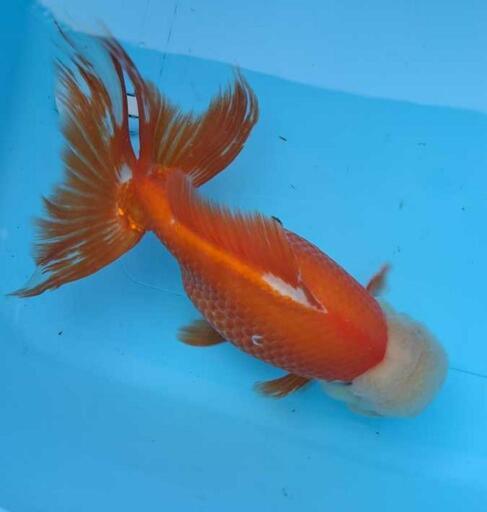 金魚 ジャンボオランダ獅子頭 29.5cm