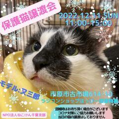 ねこけん千葉支部保護猫譲渡会開催します！