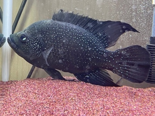 可愛がってくれる方値下げしました❗️熱帯魚　マダガスカルシクリッド(正式名称　パラティラピア・ポレニィ)希少種15,000円→13,000円
