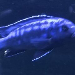 熱帯魚　アフリカンシクリッド メラノクロミス シオネハブドルス ...