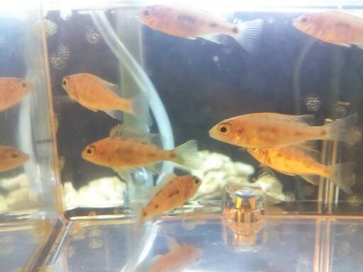 熱帯魚　アフリカンシクリッド ５匹セット　オトファリンクス　ジンバブエロック　稚魚 ３cm ドイツブリードF1