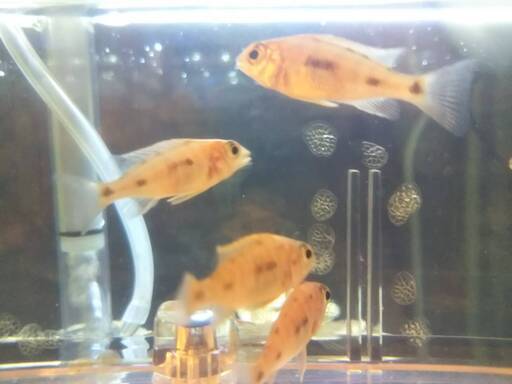熱帯魚　アフリカンシクリッド ５匹セット　オトファリンクス　ジンバブエロック　稚魚 ３cm ドイツブリードF1