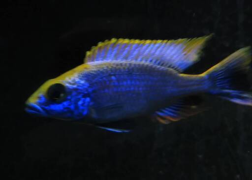 熱帯魚　アフリカンシクリッド ５匹セット　オトファリンクス　ジンバブエロック　稚魚 ３cm ドイツブリードF1