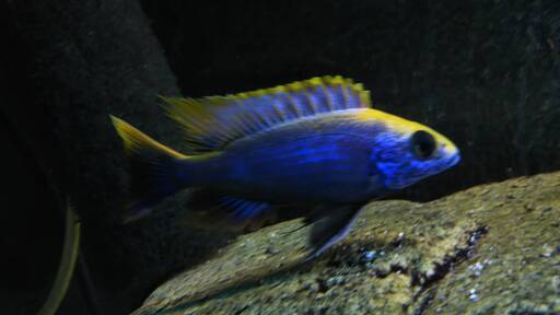 熱帯魚　アフリカンシクリッド ５匹セット　オトファリンクス　ジンバブエロック　稚魚 ３cm ドイツブリードF1
