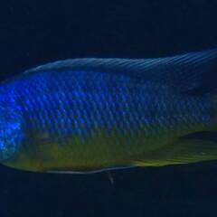 熱帯魚　アフリカンシクリッド （１ペア）プロトメラス　スピロノー...