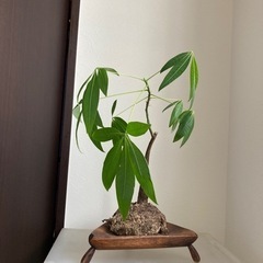 インテリア　観葉植物　ワンコイン