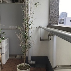 オリーブの鉢植え