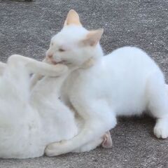 生後5ヶ月　白　野良猫　子猫　白猫　雑種　里親募集　