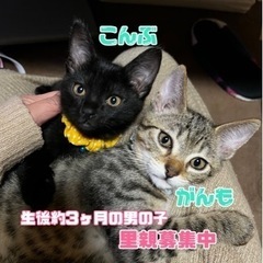 甘えん坊な2兄弟🐾里親様決まりました)の画像