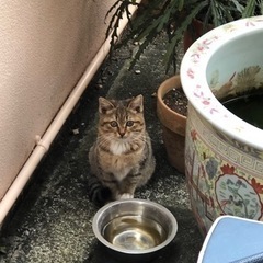 キジ猫の里親募集します🐱