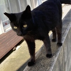 急募‼️かくれんぼ遊びが大好きな黒猫キキちゃん里親さんを募集です。