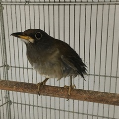 鳥の保護施設のボランティアを募集中　NPO団体です - 鴻巣市