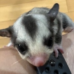 フクロモモンガ モザイク リングテール