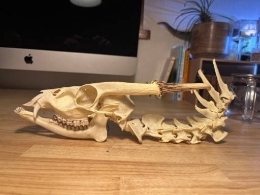 キョン 頭骨＋背骨 極美品 骨格標本
