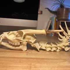 キョン 頭骨＋背骨 極美品 骨格標本