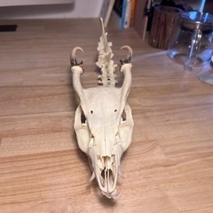 キョン　頭骨＋背骨　極美品　骨格標本