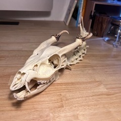 キョン　頭骨＋背骨　極美品　骨格標本