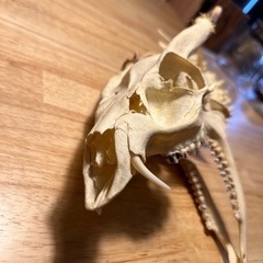 キョン　頭骨＋背骨　極美品　骨格標本