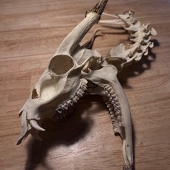 キョン　頭骨＋背骨　極美品　骨格標本