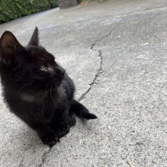 黒猫　2ヶ月　元気な男の子 - 阿南市