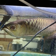 大型熱帯魚　熱帯魚　古代魚　3匹　引取限定