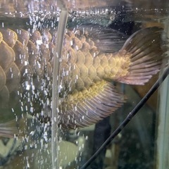 大型熱帯魚 熱帯魚 古代魚 3匹 引取限定