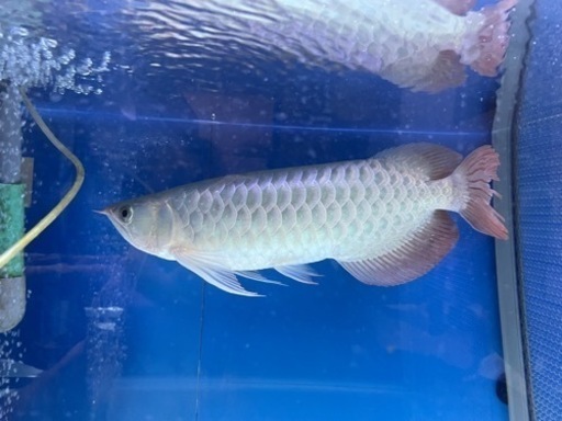 大型熱帯魚 熱帯魚 古代魚 3匹 引取限定 【公式通販】