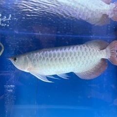 大型熱帯魚 熱帯魚 古代魚 3匹 引取限定