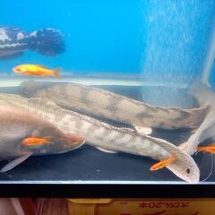 ポリプテルスエンドリケリー ワイルド 引き取り限定