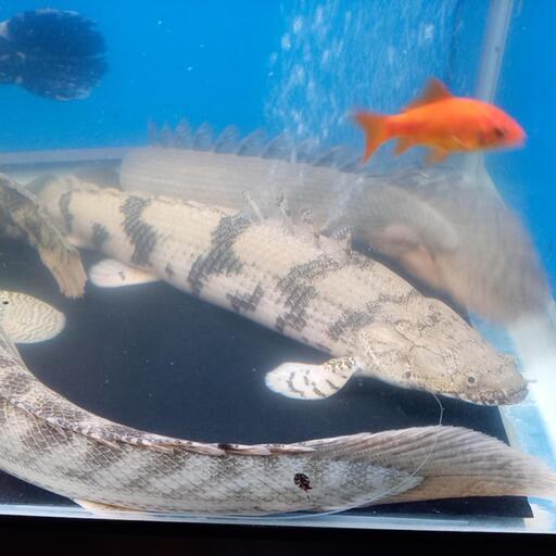 ポリプテルスエンドリケリー　ワイルド　引き取り限定 ポリプテルスエンドリケリー ワイルド 引き取り限定