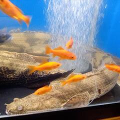 ポリプテルスエンドリケリー ワイルド 引き取り限定