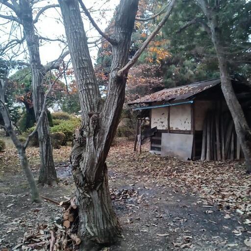 雑木林　伐倒予告