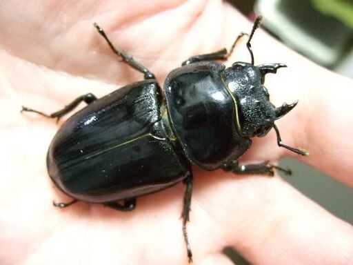 福岡県産オオクワガタ ♂80.5ミリ ♀51.2ミリ ペア