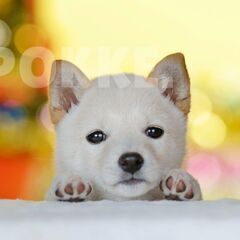 【飼い主様決定】白柴犬（8月7日生まれ）モデルペット飼い主様募集中！