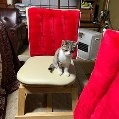 子猫の里親募集してます。の画像