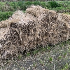 藁(天日干し)※田圃保管の雨晒しになった物