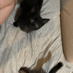 黒猫の女の子1ヶ月半