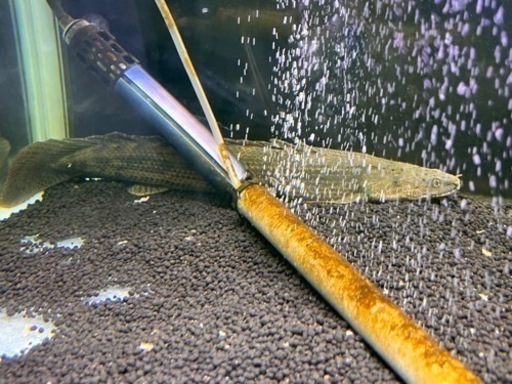 熱帯魚　ポリプテルスコロントン